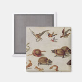 Aimant Les ennemis des serpents (Recto/Verso)