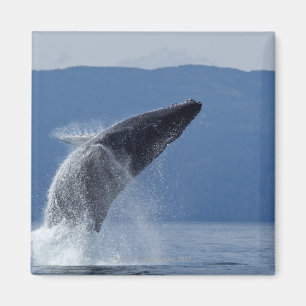 Aimant Les Etats-Unis, Alaska, Angoon, baleine de bosse