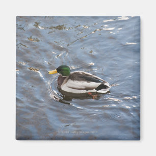 Aimant Les Etats-Unis, Maine, Camden, canard de Mallard