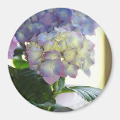 Aimant Les fleurs d'Hydrangea (Devant)