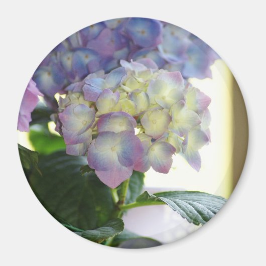 Aimant Les fleurs d'Hydrangea (Devant)