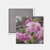 Aimant Les gouttes de pluie sur les fleurs de cerisiers r (Recto/Verso)