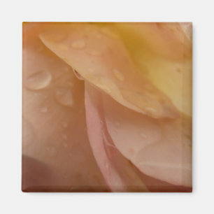 Aimant Les gouttes de pluie sur les pétales Roses Peach F
