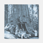 Aimant Les grands arbres de Mariposa Grove (Devant)