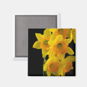 Aimant Les jonquilles Jaunes et Oranges (Recto/Verso)