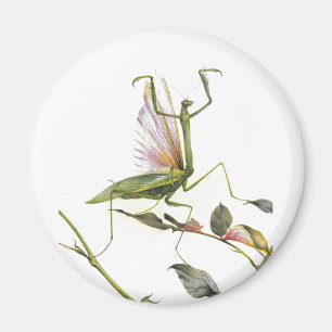 AIMANT LES MANTIS DE PRIÈRES