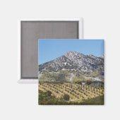 Aimant Les Oliviers (Recto/Verso)