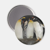 Aimant Les pingouins au zoo (Recto/Verso)