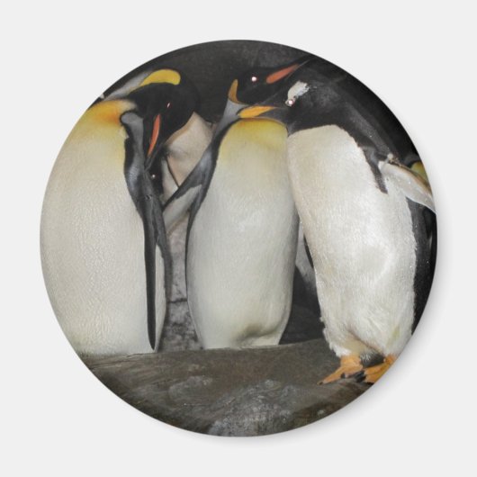 Aimant Les pingouins au zoo (Devant)