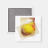 Aimant Les Poires... (Recto/Verso)