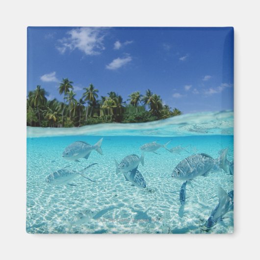 Aimant Les poissons en mer (Devant)