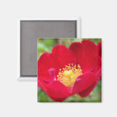Aimant Les roses sont rouges (Recto/Verso)
