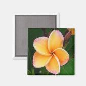 Aimant Les sens tropicaux (Recto/Verso)