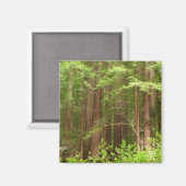 Aimant Les séquoias au monument national de Muir Woods (Recto/Verso)