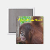 Aimant Les singes sont géniaux (Recto/Verso)