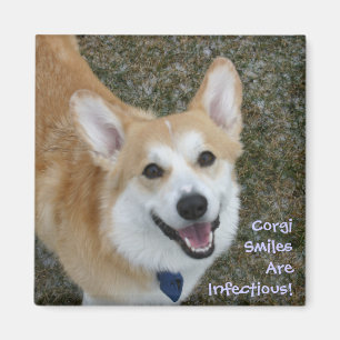 Aimant Les sourires de corgi sont infectieux !