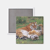 Aimant Les tigres du Bengale (Recto/Verso)