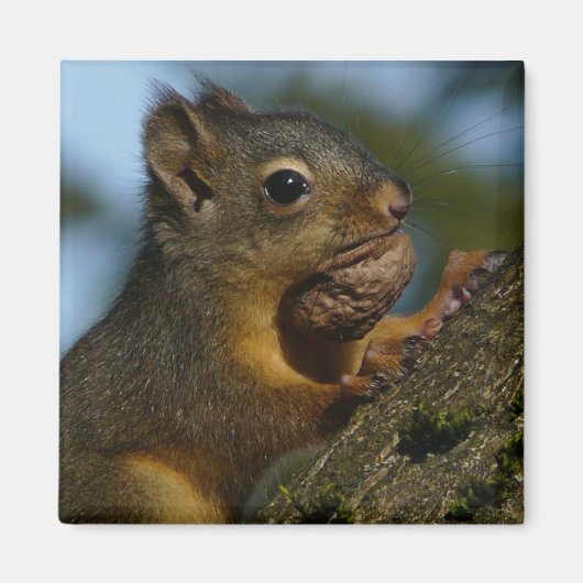 Aimant Les trésors d'un Chipmunk (Devant)