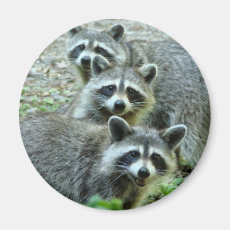 Aimant Les Trois Raccoons