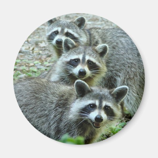 Aimant Les Trois Raccoons (Devant)