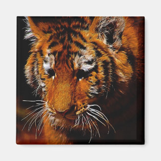 Aimant Les yeux des tigres