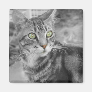 Aimant L'état des merveilles