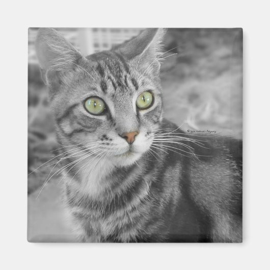 Aimant L'état des merveilles (Devant)