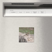 Aimant Lézard (In Situ (Lave-vaisselle))