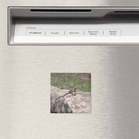 Aimant Lézard (In Situ (Lave-vaisselle))