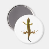 Aimant lézard (Recto/Verso)