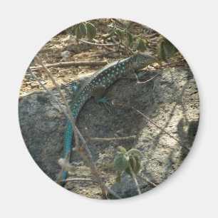 Aimant Lézard à queue fouettée d'Aruba Photographie d'ani