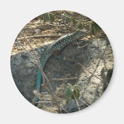Aimant Lézard à queue fouettée d'Aruba Photographie d'ani (Devant)