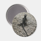 Aimant Lézard noir (Recto/Verso)