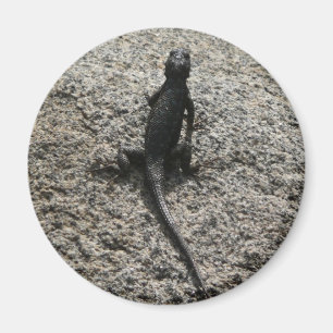 Aimant Lézard noir