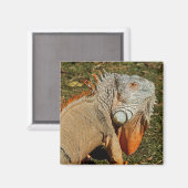 Aimant Lézard vert adulte dans l'herbe (Recto/Verso)