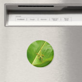 Aimant Lézard vert sur feuille verte (In Situ (Lave-vaisselle))