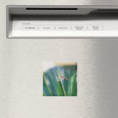 Aimant libellule (In Situ (Lave-vaisselle))