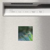 Aimant libellule (In Situ (Lave-vaisselle))