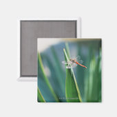 Aimant libellule (Recto/Verso)