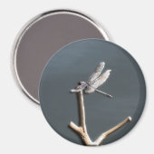 Aimant Libellule au repos (Recto/Verso)