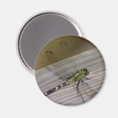 Aimant libellule d'insectes (Recto/Verso)