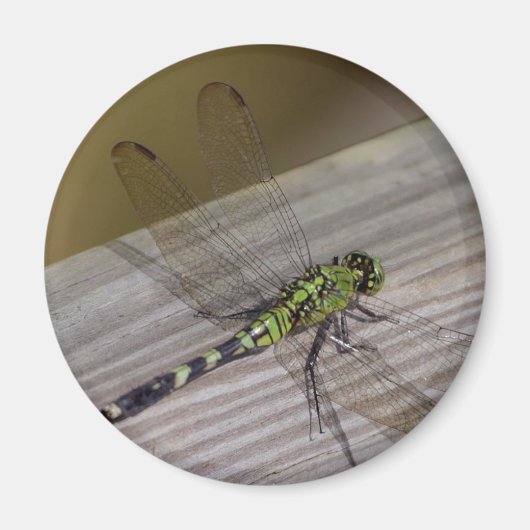 Aimant libellule d'insectes (Devant)