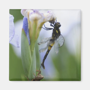Aimant Libellule sur l'iris
