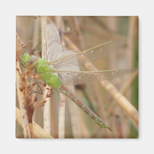 Aimant Libellule verte I1 (Devant)