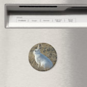 Aimant Lièvre d'Amérique R25 (In Situ (Lave-vaisselle))