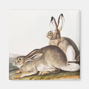 Aimant Lièvre des Rocheuses de Townsend (Lepus Townsendii