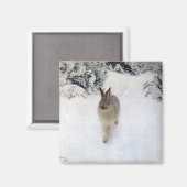 Aimant Lièvre d'hiver (lapin), Bruno Liljefors (Recto/Verso)