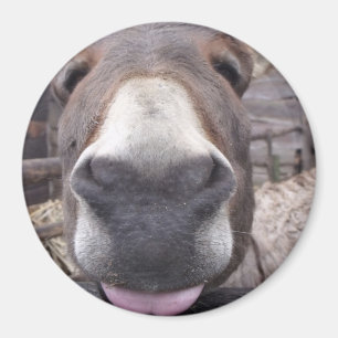 Aimant Ligne Animale - Arre burriquito