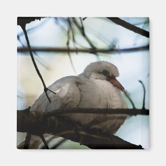 Aimant Ligne principale (Devant)