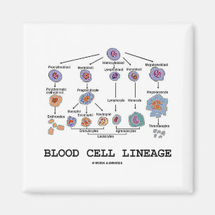 Aimant Lignée de globule sanguin (médecine de santé de